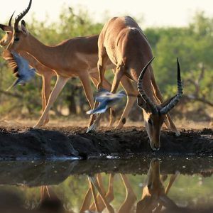 3 jours de safari au départ de Zanzibar
