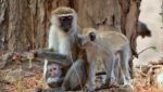 #VervetMonkeys #MonkeyBusiness #PrimatePregnancy #PassTheBaby.