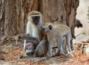#VervetMonkeys #MonkeyBusiness #PrimatePregnancy #PassTheBaby.
