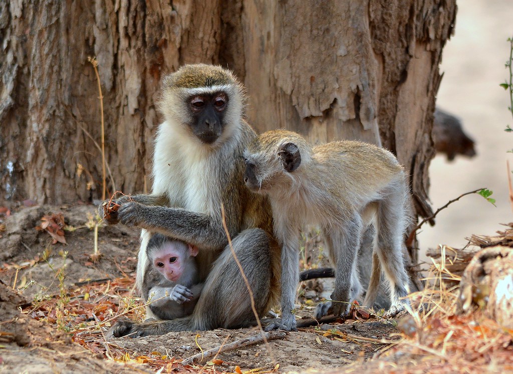 #VervetMonkeys #MonkeyBusiness #PrimatePregnancy #PassTheBaby.