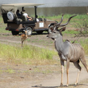 13 Jours Safari dans le Sud et Zanzibar