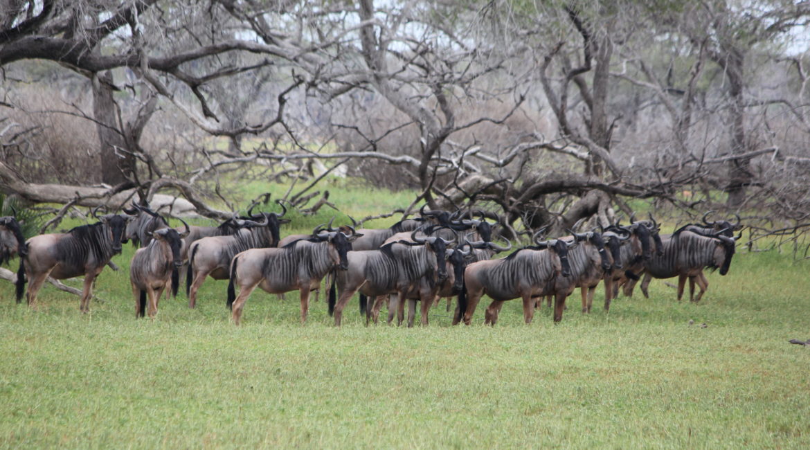 Safari Nyerere