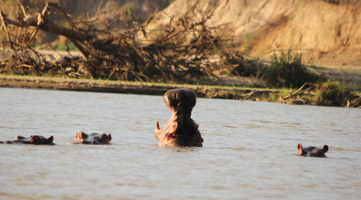 safari hippo à nyerere ex selous