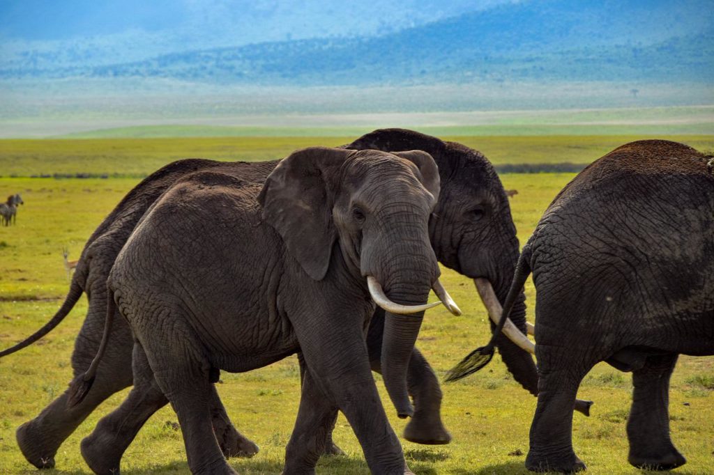 safari elephant