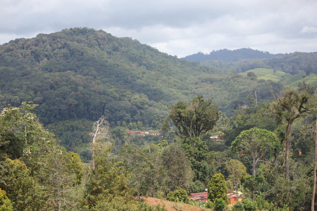 Amani forest ancient plant healing