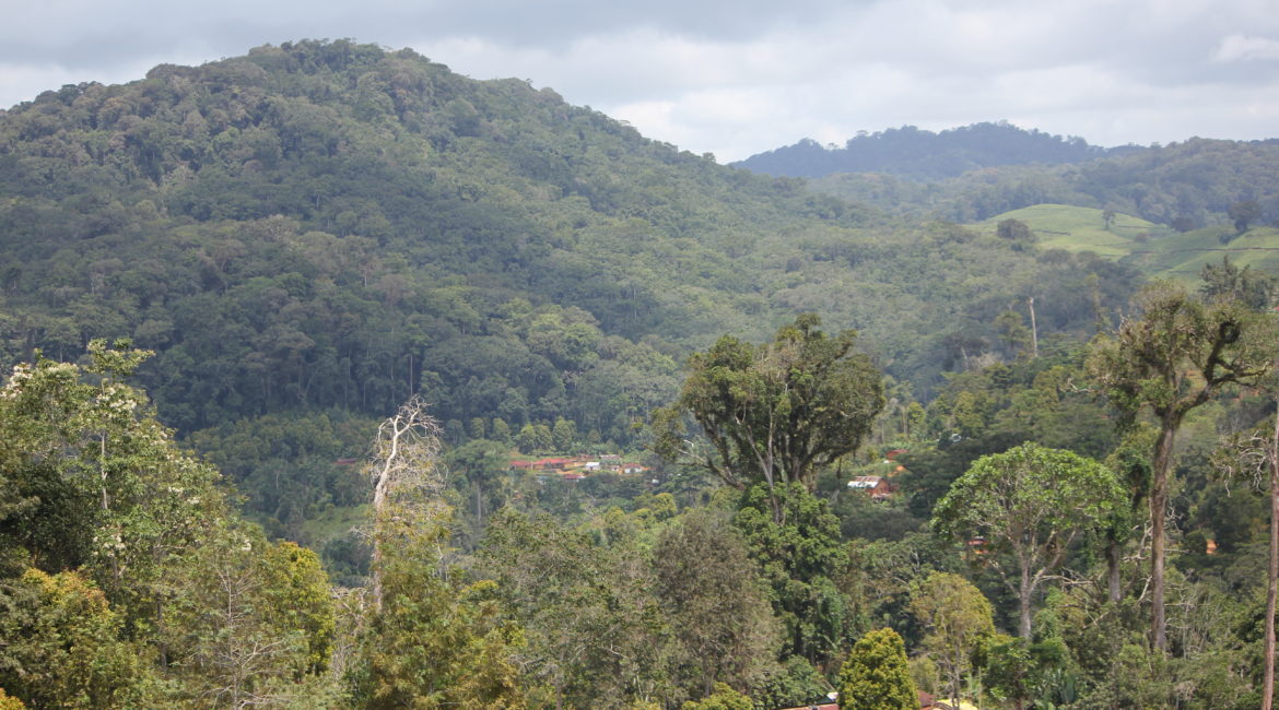 Amani forest ancient plant healing