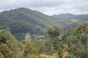 Amani forest ancient plant healing