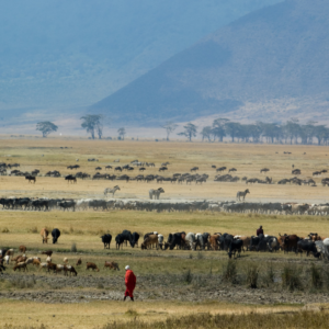 ngorongoro