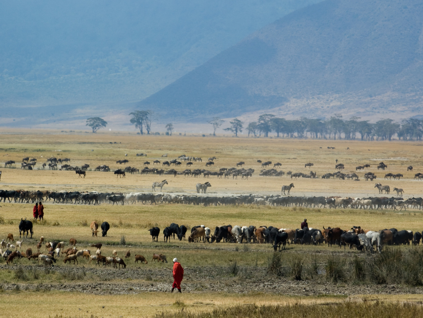 ngorongoro