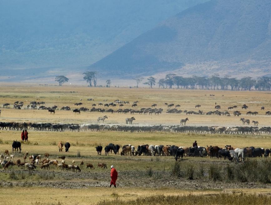ngorongoro