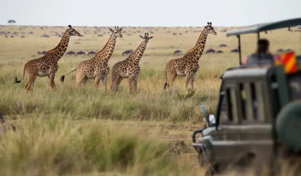 safari