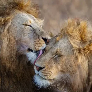 Grande Odyssée du Nord Tanzanien : Tarangire, Serengeti, Ngorongoro & Manyara en 6 jours