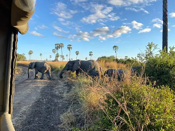 safari ruaha