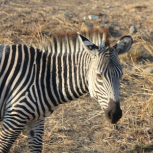 2 jours de safari à Mikumi au départ de Zanzibar