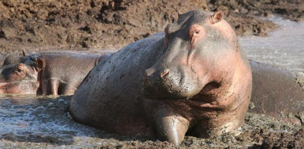 1.hippo-gf170893c9_1280-800x600