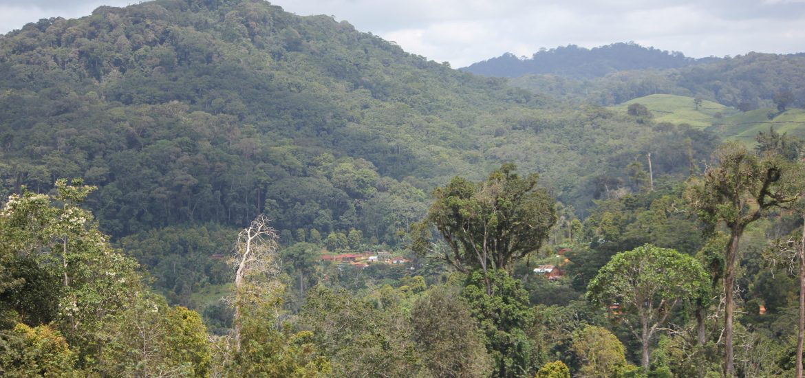 Amani forest ancient plant healing Amani forest ancient plant healing