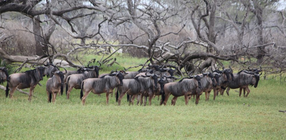 Safari Nyerere