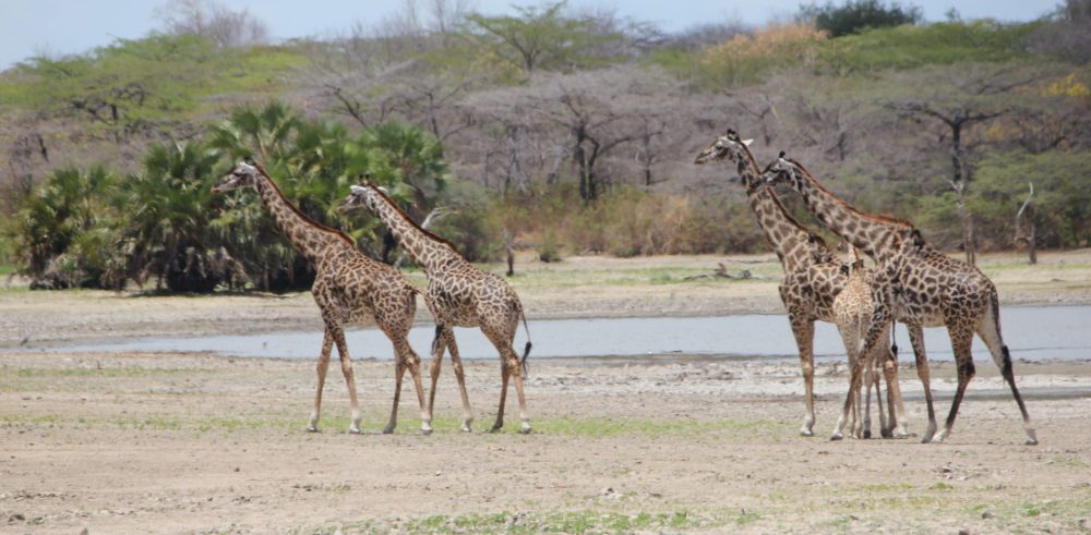 giraffe safari