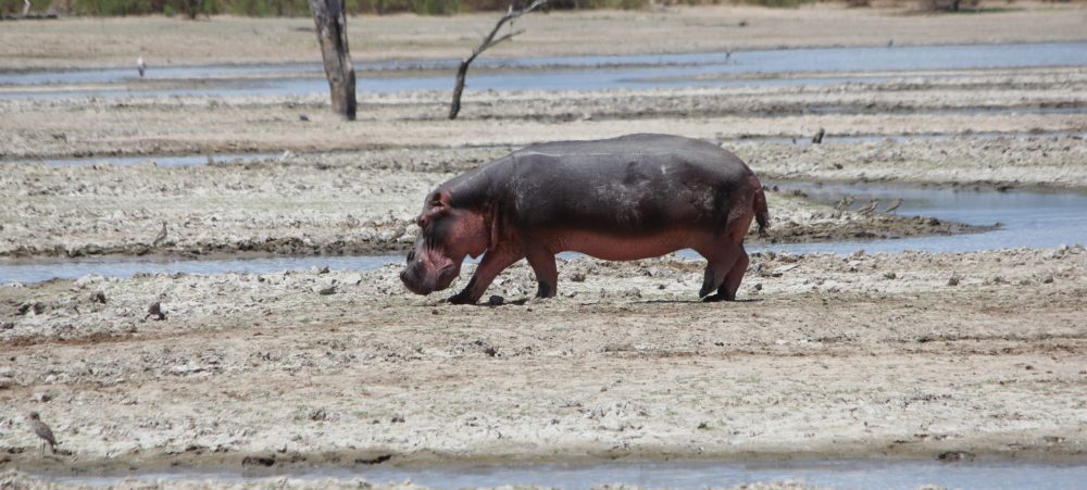 safari hippo à nyerere ex selous