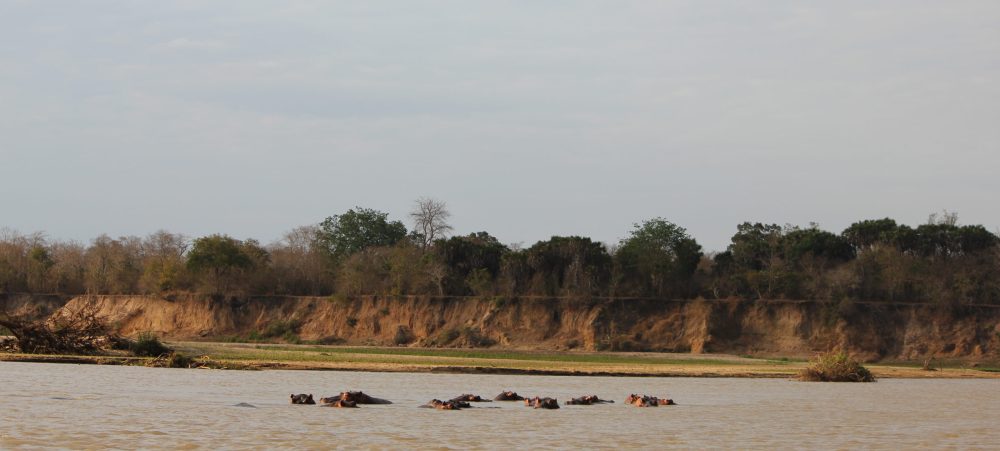 IMG_9486 selous cruise