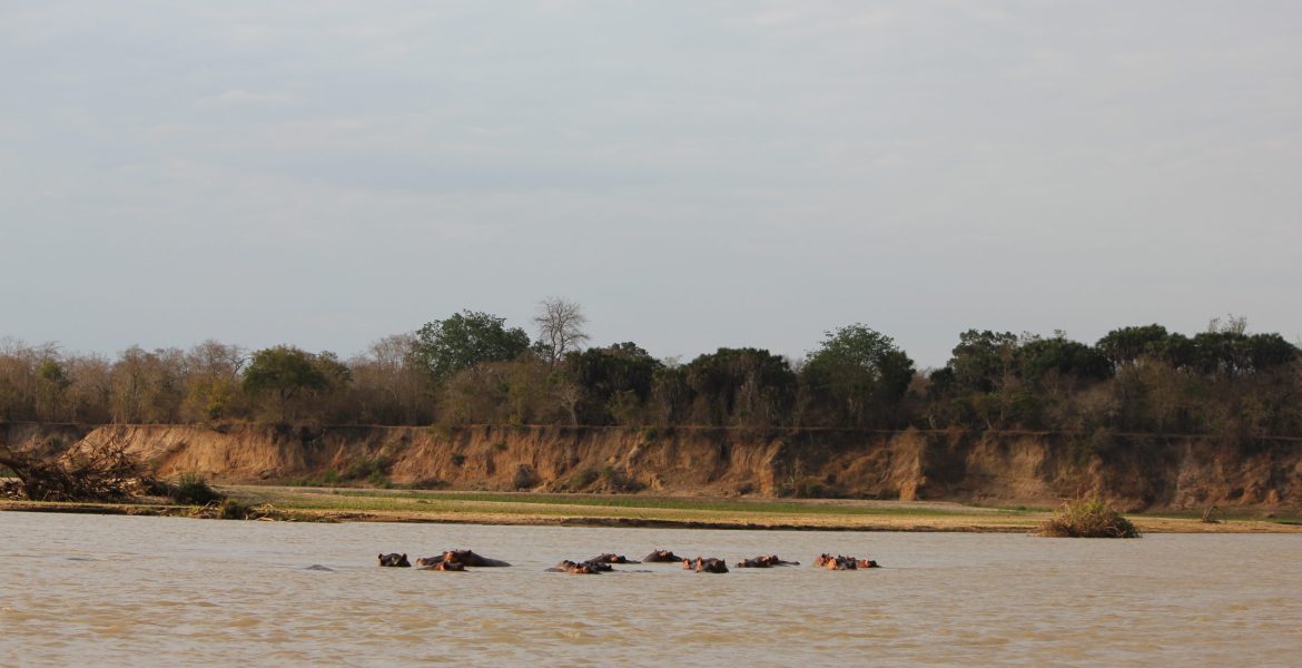 selous cruise
