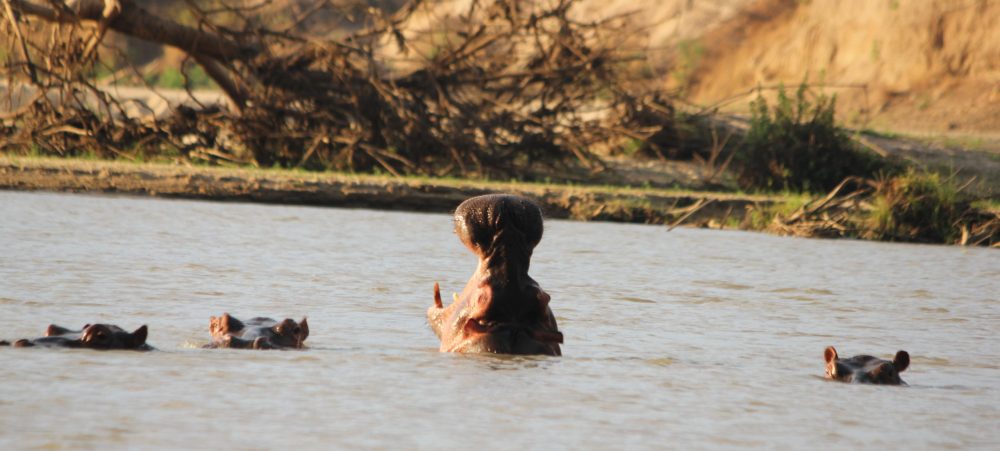 safari hippo à nyerere ex selous