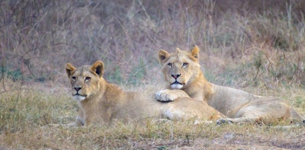 lionness safari tanzania